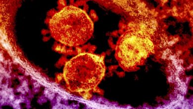 صورة علماء يكشفون عن وجود ثلاثة أنواع مختلفة من فيروس كورونا.. وتوقعات بانتشار الفيروس بشكل أوسع