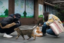 صورة خبراء صينيون يكشفون عن إصابة قطط مدينة “ووهان” بفيروس كورونا.. على ماذا يدل ذلك؟