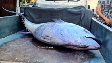 صورة “تم بيع الكيلو الواحد بسعر قياسي”.. اصطياد سمكة تونة عملاقة في بانياس تزن أكثر من 100 كيلو (صور)