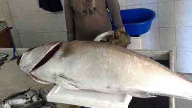 صورة سعر الكيلو منها يصل لآلاف الليرات.. اصطياد سمكة جراوي عملاقة في الساحل السوري (صور)