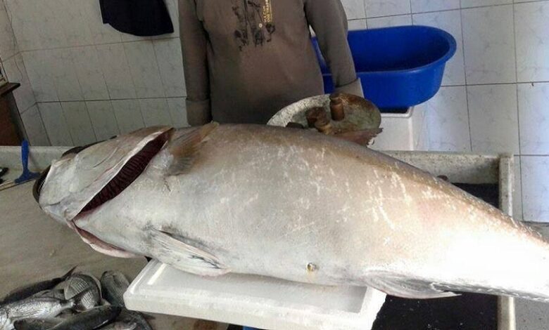 سمكة جراوي الساحل السوري