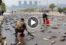 صورة ظاهرة أمطار الأسماك ظاهرة غريبة وفريدة من نوعها تحدث كل عام (فيديو)