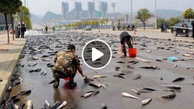 صورة ظاهرة أمطار الأسماك ظاهرة غريبة وفريدة من نوعها تحدث كل عام (فيديو)