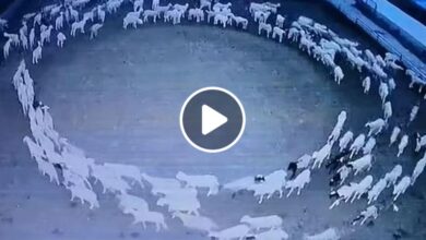 صورة ظاهرة غريبة ولغز محير.. قطيع أغنام يسير بحلقة دائرية منذ 12 يوماً دون توقف (فيديو)