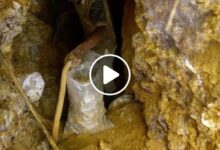 صورة 37 صخرة ذهبية واكتشاف جبال ممتدة من الذهب الخالص في دولة عربية (فيديو)