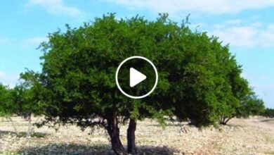 صورة شجرة عربية تدر الذهب على أهلها وتتسابق عليها كبرى الشركات العالمية (فيديو)