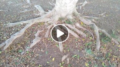 صورة الصدفة تقود شاب لبناني إلى اكتشاف كنز ثمين مخبأ داخل شجرة قيمته تعادل المليارات (فيديو)
