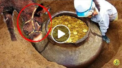 صورة على عمق 12 متر.. مواطن عربي ينقذ حماره من حفرة ليكتشف بعدها أنها بوابة لترسانة من الذهب النادر (فيديو)