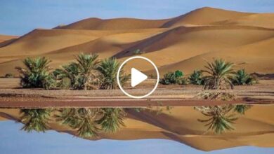 صورة استثمار جديد في ذهب الصحراء مستلهم من القرآن الكريم واللتر الواحد يباع بسعر خيالي (فيديو)