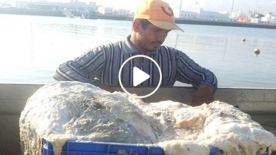 صورة رائحة غريبة تقود 3 صيادين عرب إلى كنز ثمين تقدر قيمته بملايين الدولارات وينقلهم إلى عالم الثراء (فيديو)