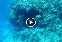 صورة كائن بحري غريب ونادر يظهر فجـ.ـأة في أعماق البحر الأحمر ويثير حيرة العلماء (فيديو)