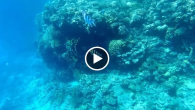 صورة كائن بحري غريب ونادر يظهر فجـ.ـأة في أعماق البحر الأحمر ويثير حيرة العلماء (فيديو)