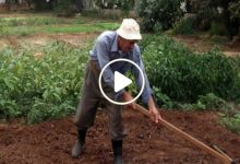 صورة مزارع سوري يبتكر طريقة فريدة لزراعة نبتة جديدة مطلوبة في كل منزل ويجني آلاف الدولارات (فيديو)