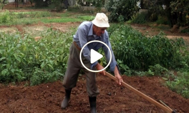 مزارع سوري يبتكر طريقة لزراعة نبتة