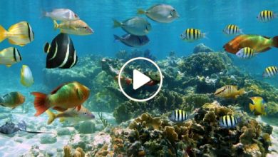 صورة أسماك غريبة ونادرة تعيش في المحيطات.. 16 سمكة غريبة الشكل لم تر لها مثيلاً من قبل (صور/ فيديو)