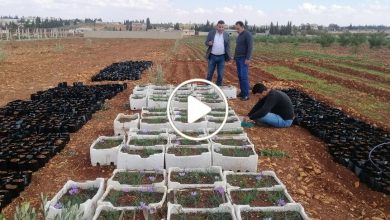 صورة زراعة “الذهب الأحمر” مهنة جديدة تنتشر في سوريا وتدر آلاف الدولارات على العاملين بها (فيديو)