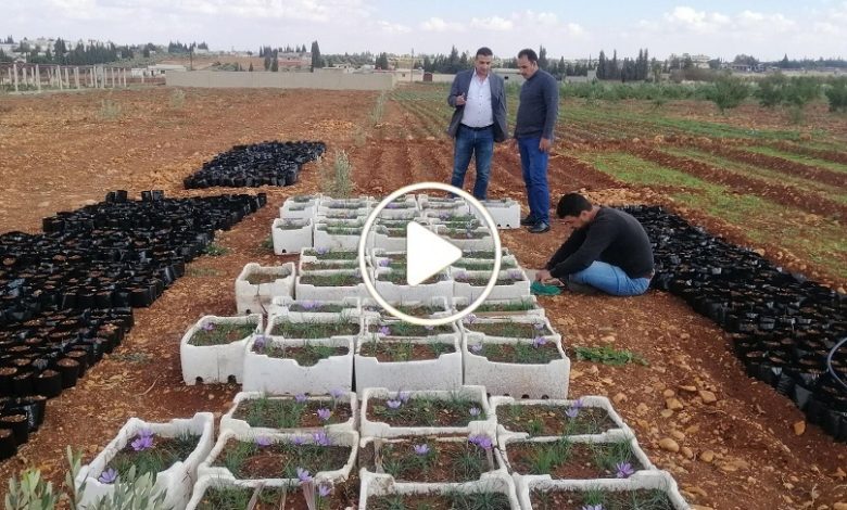 زراعة الذهب الأحمر سوريا