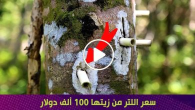 صورة شجرة تنتج مادة أغلى من الذهب اللتر الواحد منها يباع بـ 100 ألف دولار وتزرع في بلادنا العربية (فيديو)