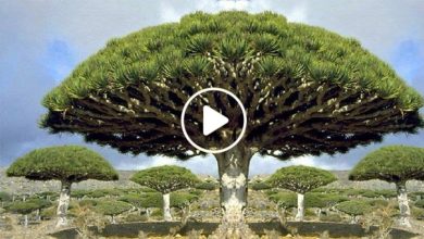 صورة شجرة فريدة من نوعها تنمو في عدة دول عربية ويقطف منها سائل سعر اللتر الواحد منه 1000 دولار (فيديو)