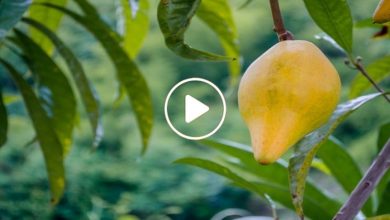 صورة مواطنون عرب ينجحون بزراعة فاكهة نادرة سعر الكيلو الواحد منها 30 دولار ويجنون أرباح هائلة (فيديو)