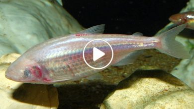 صورة اكتشاف نوع نادر من الأسماك لا لون له وبدون حراشف سعر السمكة الواحدة منه يباع بمبلغ خيالي (فيديو)