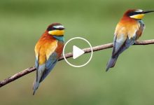 أنواع جديدة من الطيور في سوريا