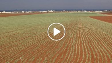 صورة لأول مرة شمال سوريا.. انتشار زراعة نبتة الذهب الأحمر وسعر الكيلو الواحد يصل إلى 20 ألف دولار (فيديو)