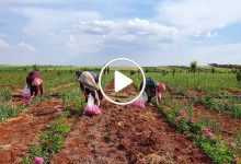 صورة زراعة الورد الدمشقي شمال سوريا كنز اقتصادي يدر أرباح معتبرة على المزارعين بعد نجاح التجربة (فيديو)