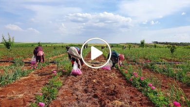 صورة زراعة الورد الدمشقي شمال سوريا كنز اقتصادي يدر أرباح معتبرة على المزارعين بعد نجاح التجربة (فيديو)
