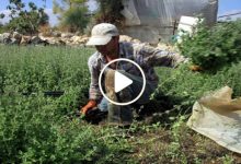 صورة مزارع سوري يحقق نجاحاً باهراً بعد تمكنه من زراعة نبتة برية بفناء منزله ويبيع اللتر من زيتها بـ 50 دولار (فيديو)
