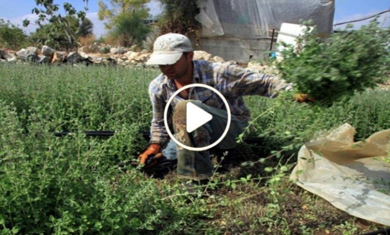 مزارع سوري زراعة نبتة
