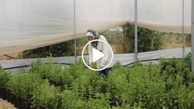 صورة مزارعون سوريون يبدعون في زراعة نبتة جديدة تدر أرباح خيالية وعائدات تقدر بآلاف الدولارات (فيديو)