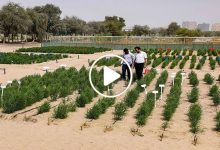 صورة مزارعون عرب يتوصلون لسر زراعة نبتة جديدة في المناطق القاحلة ستدر عليهم ملايين الدولارات (فيديو)