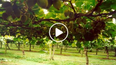 صورة لأول مرة شمال سوريا.. تجربة ناجحة لزراعة أصناف جديدة من الفاكهة تدر آلاف الدولارات المزارعين (فيديو)