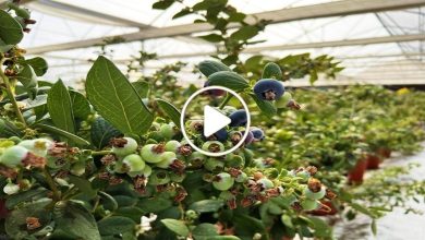 صورة لأول مرة في سوريا.. نجاح تجربة زراعة فاكهة نادرة تدر أرباح خيالية بمئات الملايين على من يزرعها (فيديو)