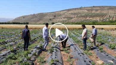 صورة مزارع سوري ينجح بزراعة صنف جديد من الفاكهة شمال سوريا ويجني ربحاً وفيراً كأنه يبيع الذهب (فيديو)