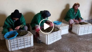 صورة عشبة شوكية تنمو في سوريا وتعتبر كنز طبي ومشروع منزلي مربح يدر آلاف الدولارات على من يزرعها (فيديو)