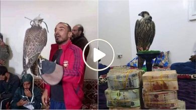 صورة موسم البحث عن المليون دولار يبدأ ومواطنون عرب يجنون أموال طائلة عبر مهنة صيد الطيور المهاجرة (فيديو)