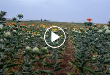 صورة لأول مرة شمال سوريا.. انتشار زراعة نبتة نادرة تدر ربحاً وفيراً يقدر بآلاف الدولارات على من يزرعها (فيديو)