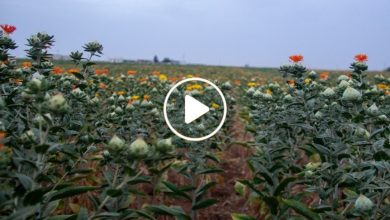 صورة لأول مرة شمال سوريا.. انتشار زراعة نبتة نادرة تدر ربحاً وفيراً يقدر بآلاف الدولارات على من يزرعها (فيديو)