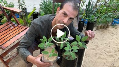 صورة نبتة عطرية معمرة يبدع العرب بزراعتها ولها فوائد لا تعد ولا تحصى.. إليكم طريقة زراعتها في المنزل (فيديو)