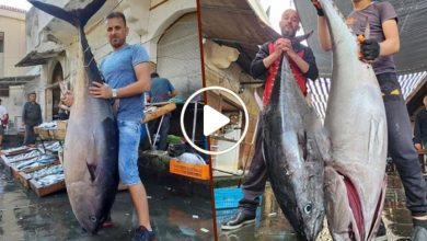 صورة أنواع غريبة وأسماك عملاقة تغزو السواحل السورية وتشكل ثروة للصيادين في حال وقوعها بشباكهم (فيديو)
