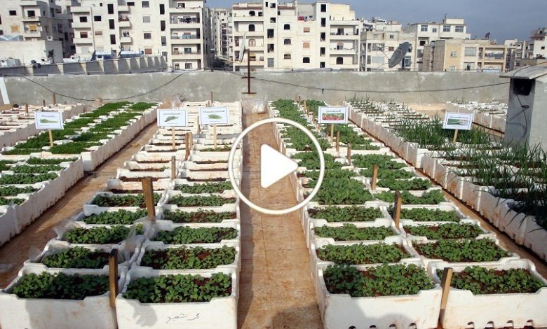 سوريا الزراعة المنزلية
