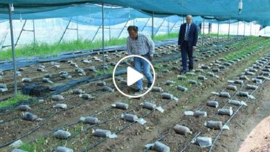 صورة لأول مرة في سوريا.. زراعة نوع نادر من النباتات يصل سعر الكيلو غرام الواحد منه إلى 150 دولار (فيديو)