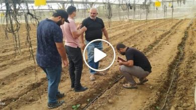 صورة سوريون ينجحون في مشروع زراعي جديد لا يحتاج إلى رأس مال ويدر أرباح كبيرة عبر فكرة عبقرية (فيديو)