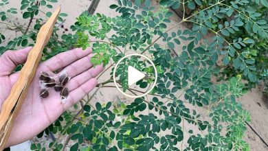 صورة شجرة فريدة من نوعها تزرع في عدة دول عربية وتعتبر كنز رباني لاحتوائها على مواد أغلى من الذهب (فيديو)