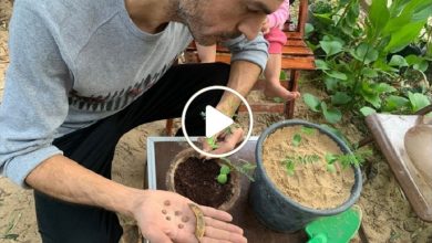 صورة عشبة ملكية نادرة تنبت في عدة دول عربية وتعتبر كنز حقيقي للمزارعين يدر عليهم أرباح خيالية (فيديو)