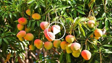 صورة مزارع عربي ينجح بزراعة فاكهة بيض الشمس الأغلى في العالم سعر الكيلو غرام منها 8 آلاف دولار (فيديو)