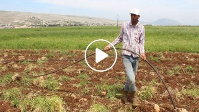 صورة مزارع سوري يبتكر أسلوب فريد من نوعه وينجح بزراعة عشبة مطلوبة بكثرة ويكسب آلاف الدولارات (فيديو)