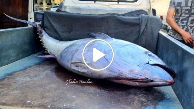 صورة رصد أنواع غريبة ونادرة من الأسماك في المياه السورية لها مذاق لذيذ وتباع بمبالغ مالية خيالية (فيديو)